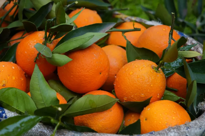 Squeeze Every Drop: Miami Chefs Are Hunting Down Heirloom Citrus — and It's Changing Everything on the Plate
