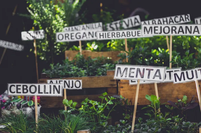Off the Grid and Into the Kitchen: Miami's Secret Herb Growers Are Feeding the City's Best Restaurants